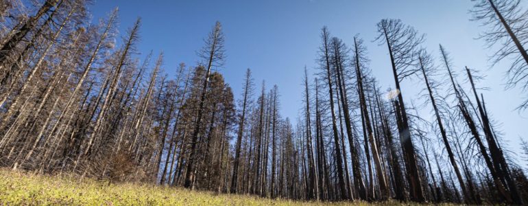 Image of forest